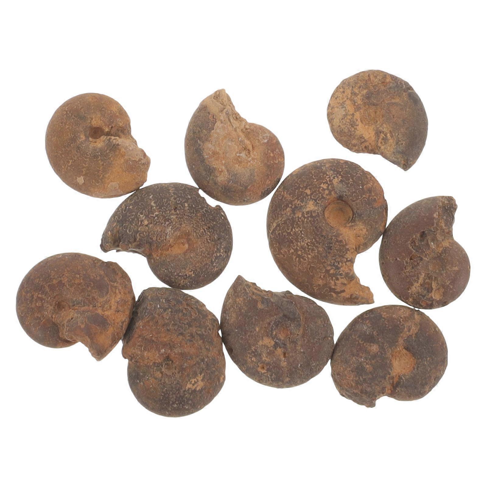 Brown Ammonite Model for Teaching 10Pcs Educational Specimen Decoration