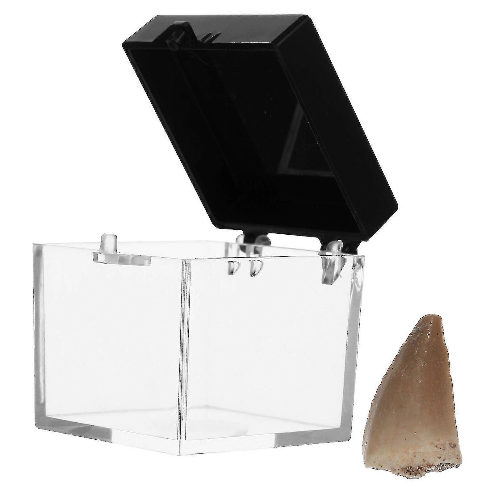 Mosasaurus Teeth Fossil Paleontology Fossil Science Ornaments Teaching Props