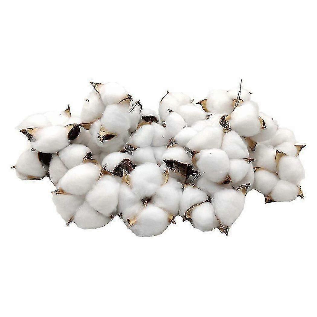 2024 New Cotton Bolls 30 Pcs Natural Color Dried Cotton Balls White Cotton Twig Sticks Perfect for Wreaths