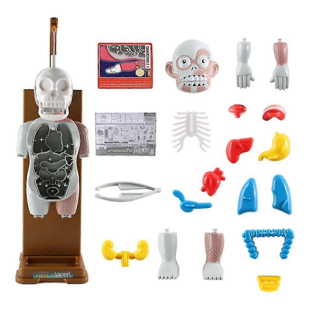 2026 Assembling Adult Horror Skeleton By Simulating Human Body Model Trick Game