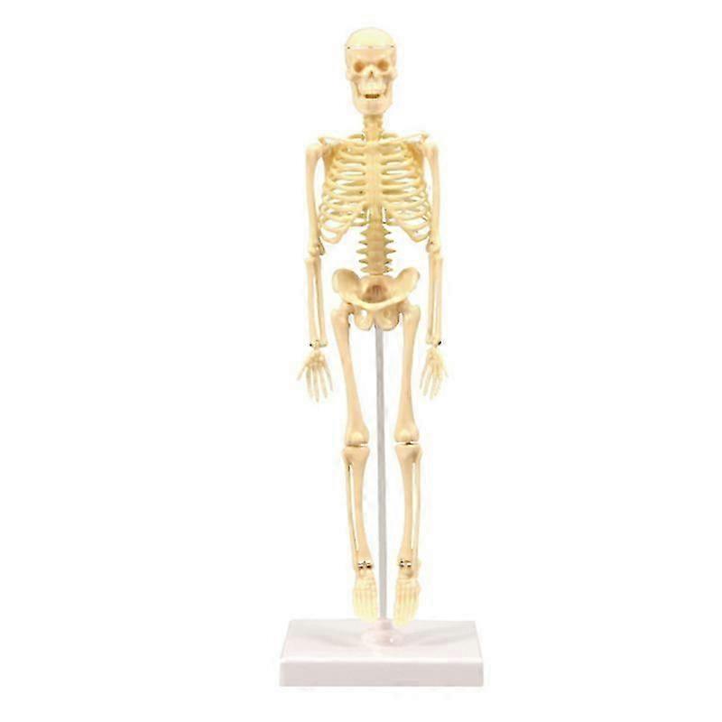 35cm Miniature Skeletal Model, Easy To Operate, Medical Anatomy Model, Educational Resources