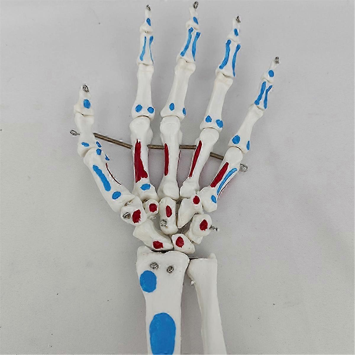 Skeleton Hand Model, Hand Model, with Wrist, Ulna, Hinged Hand