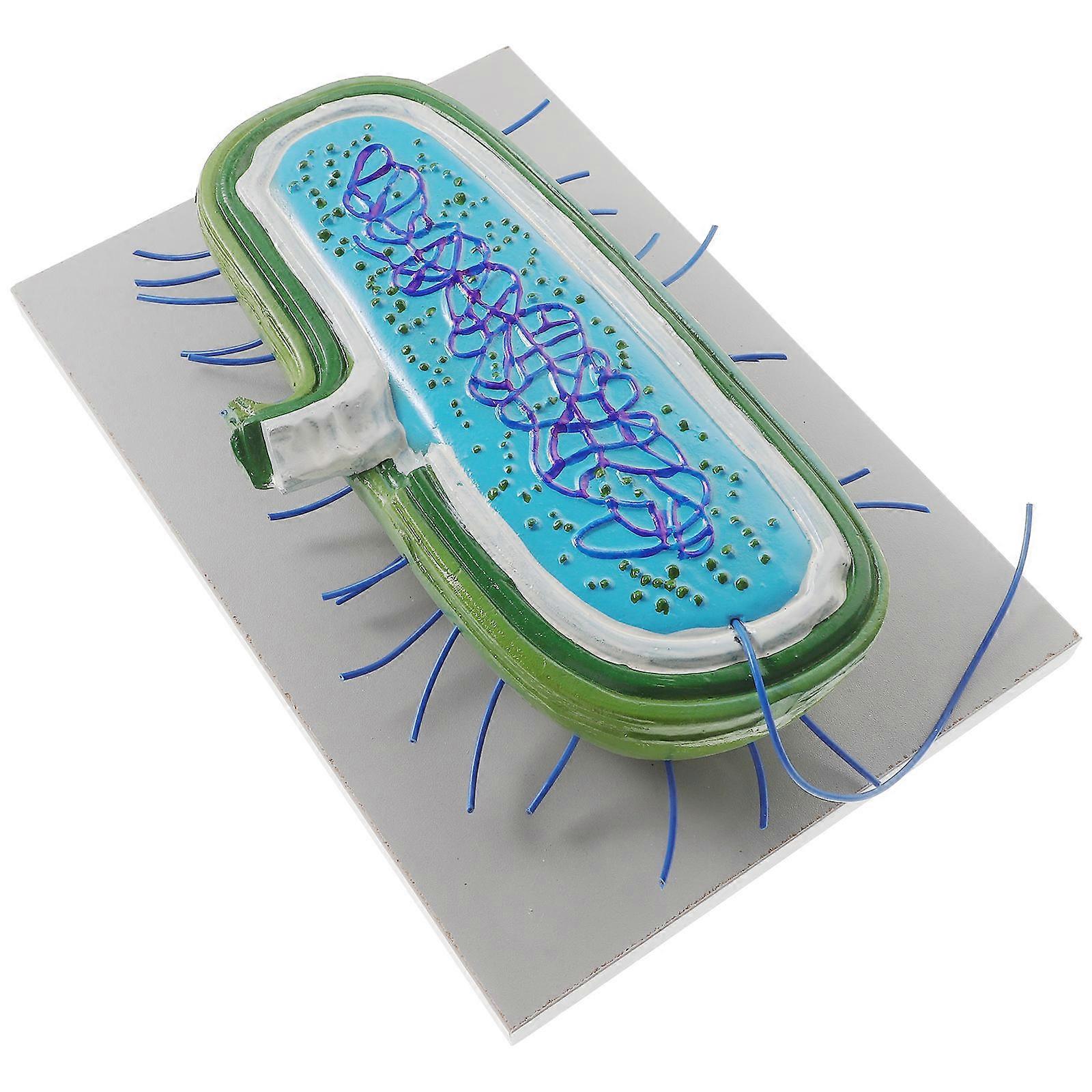 Cell Model Realistic Microbial Structure Laboratory Use PVC Teaching Tool 1Pack