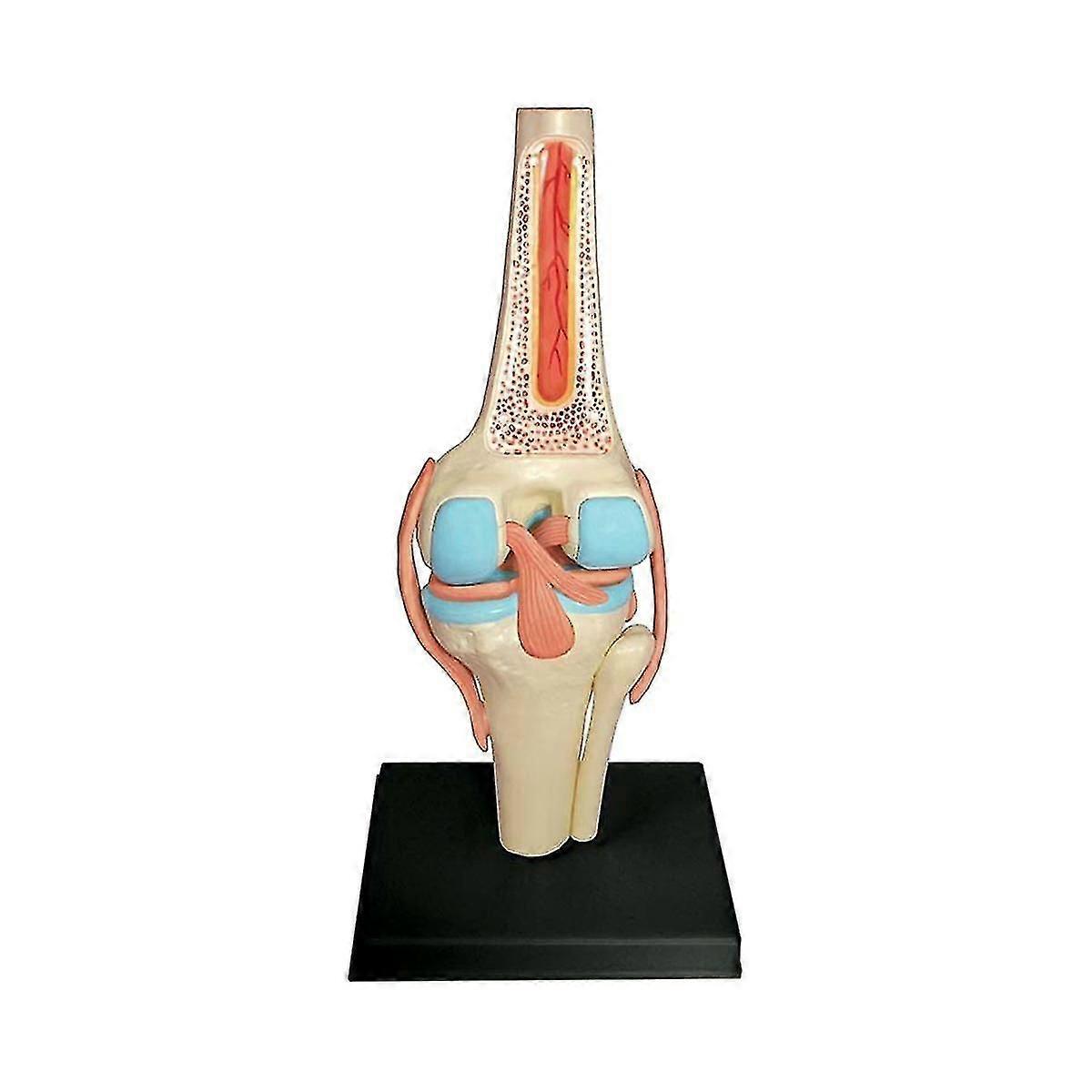 2024 Torso Human Body Model Education Knee Joint Organs Model For Student Teaching Study Assembling Mod