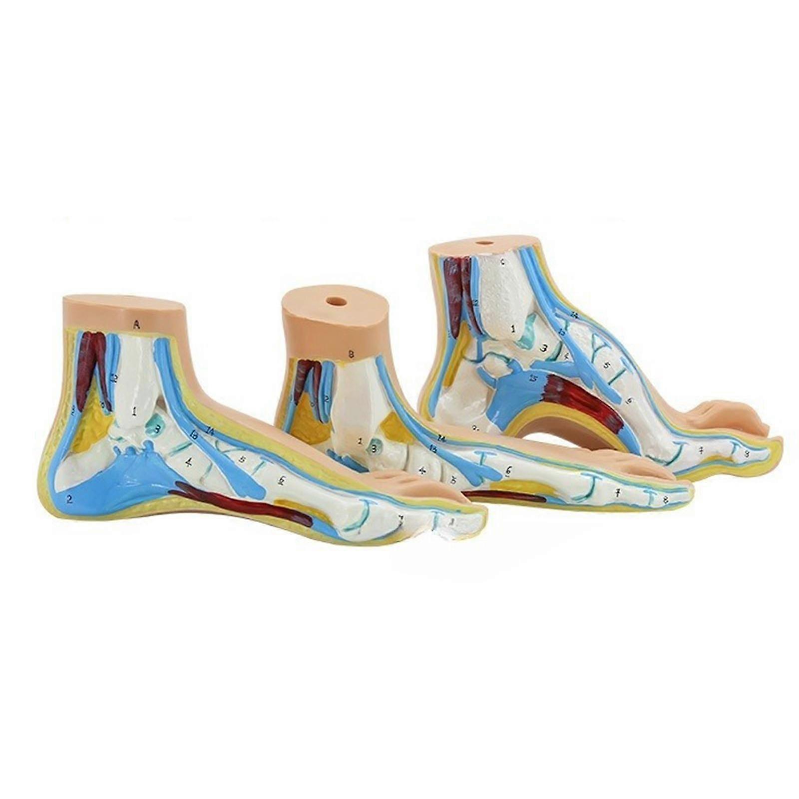 3 Pieces Human Foot Model Professional Practical Fine Details Teaching Model