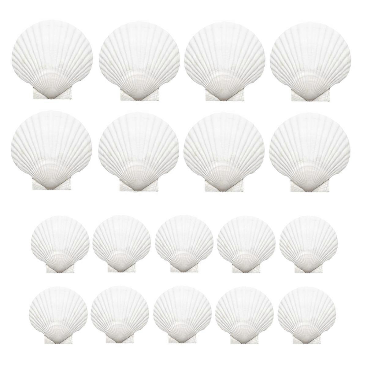 18PCS Natural Scallop Shells,White Seashells Bulk for Crafts DIY Painting Baking and Ocean Summer B