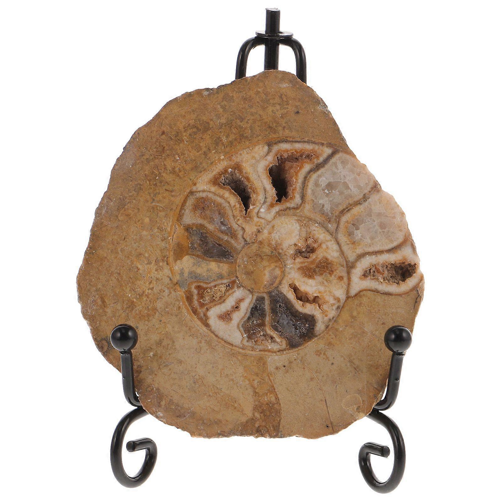 Ammonite Model Decoration Ammonite Specimen Ammonite Ornament Table Decor