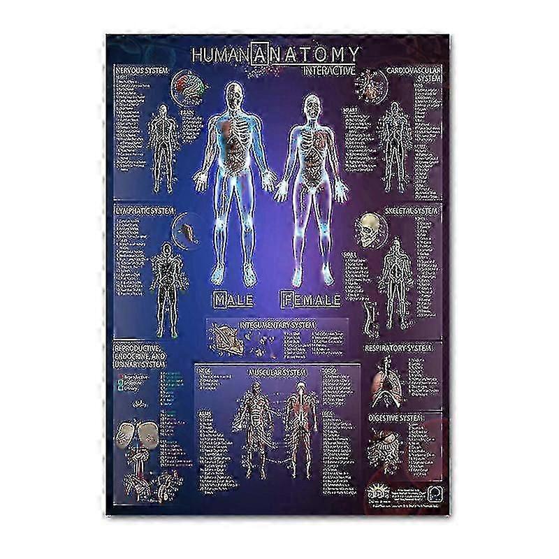 Muscular and Skeletal System Anatomy Poster - Human Bone and Muscle Anatomy - Single Sided 19" X 27" (9)
