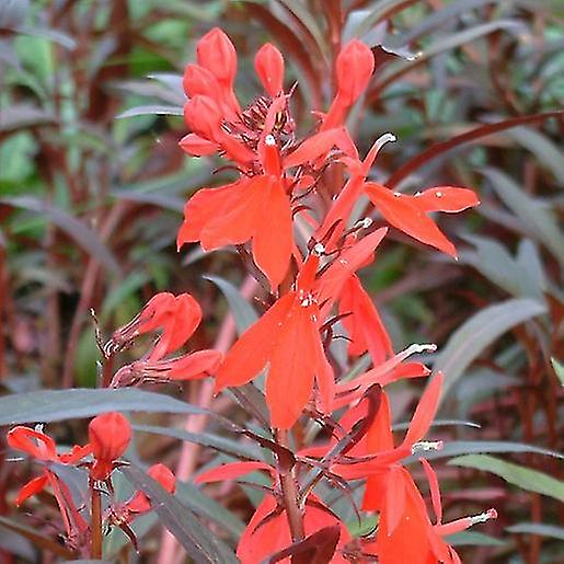 Lobelia Cardinalis Queen Victora.