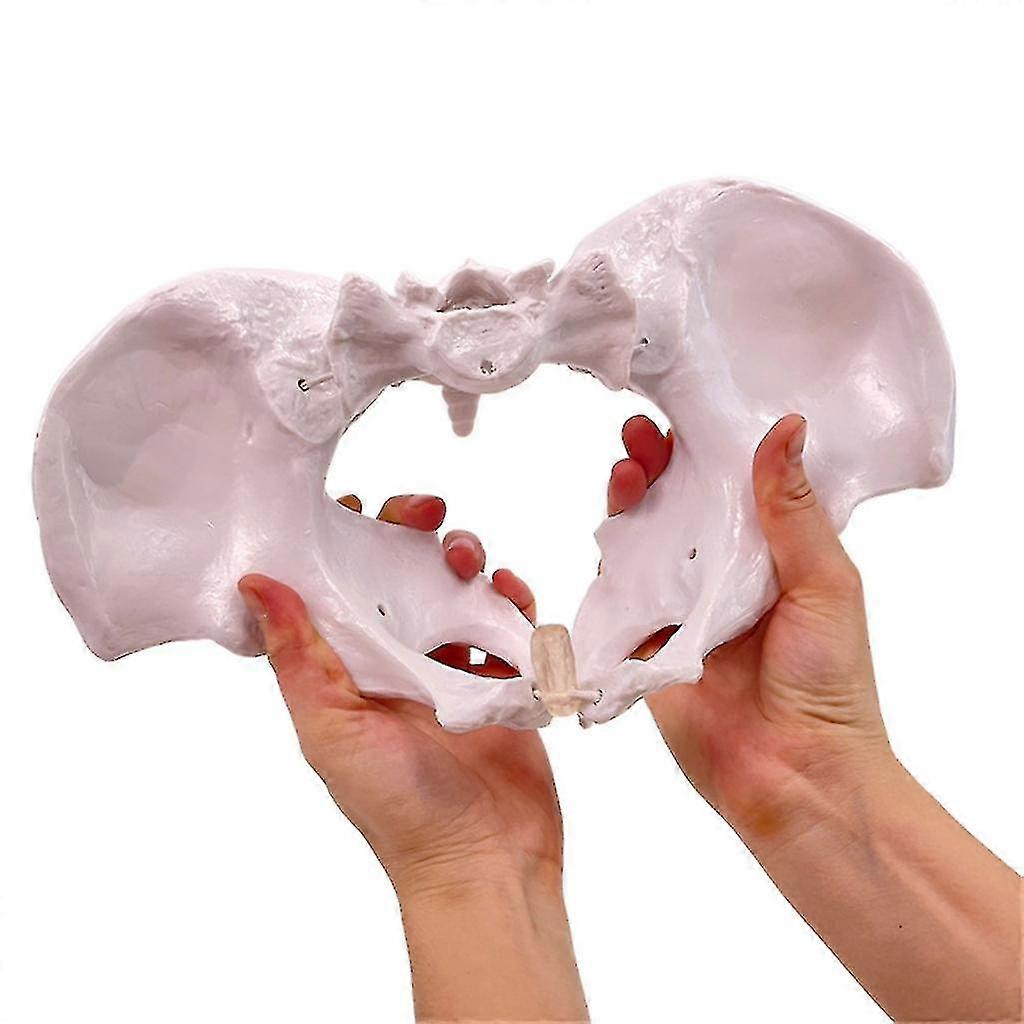 Female Movable Pelvis Model Midwifery Teaching Model For Obstetrics Gynecology