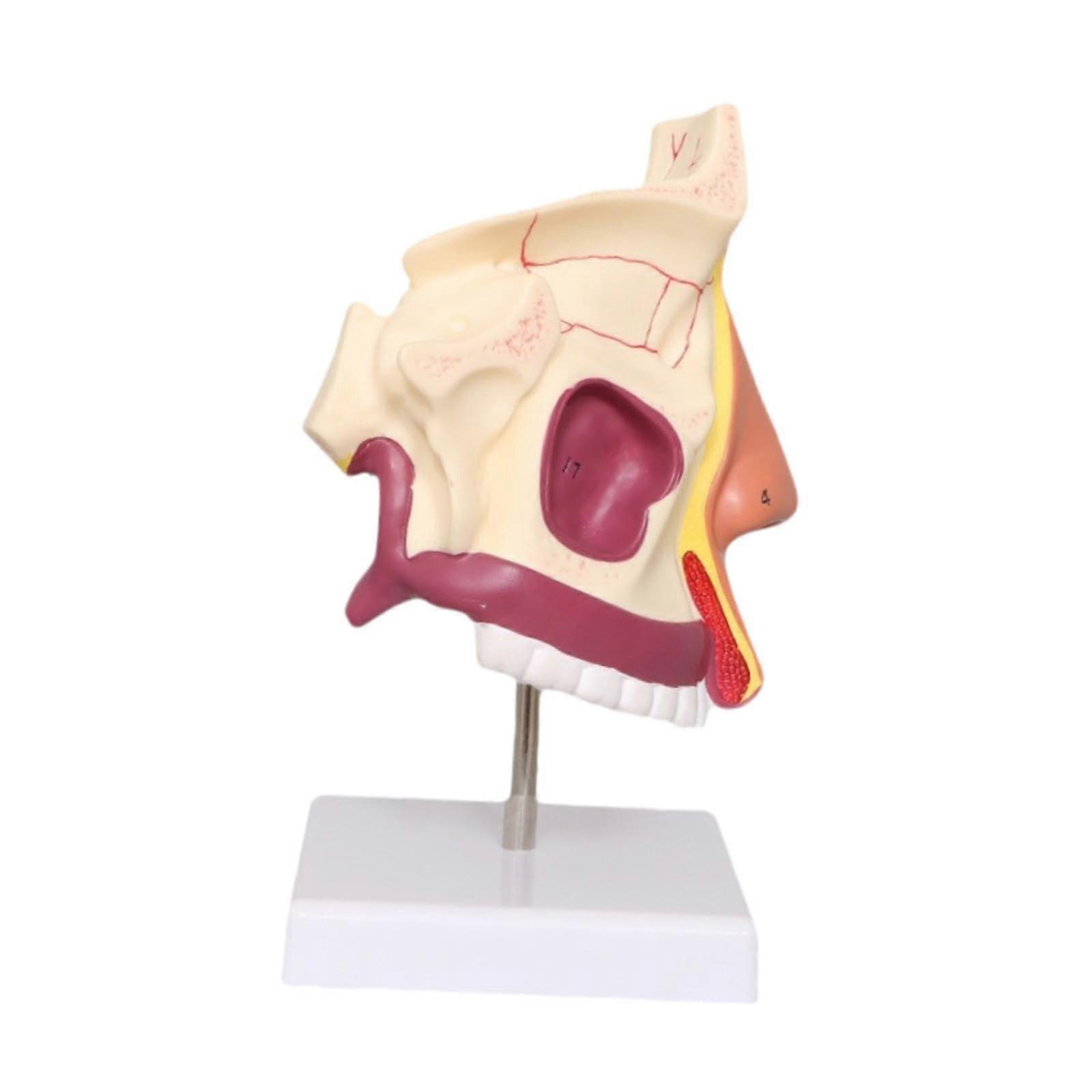 Human Nasal Cavity Demonstration Model Realistic Human Throat Model Presentation Tools Organ Structure Model Teaching