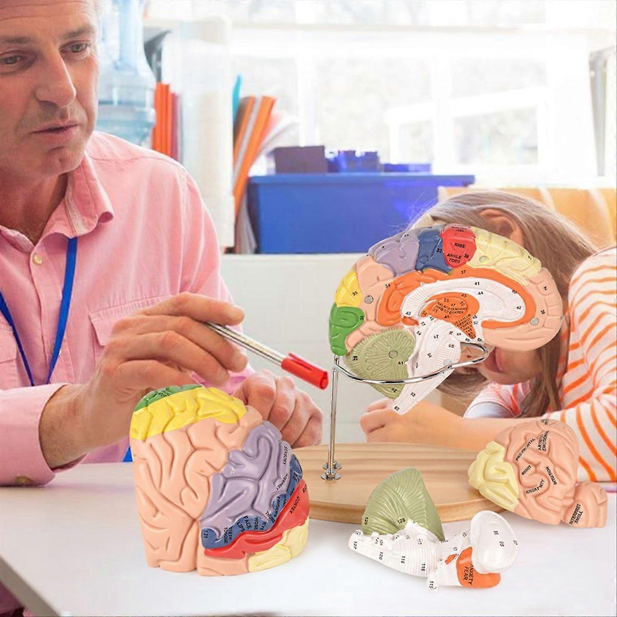 Human Brain Model for Neuroscience, Brain Anatomy Model
