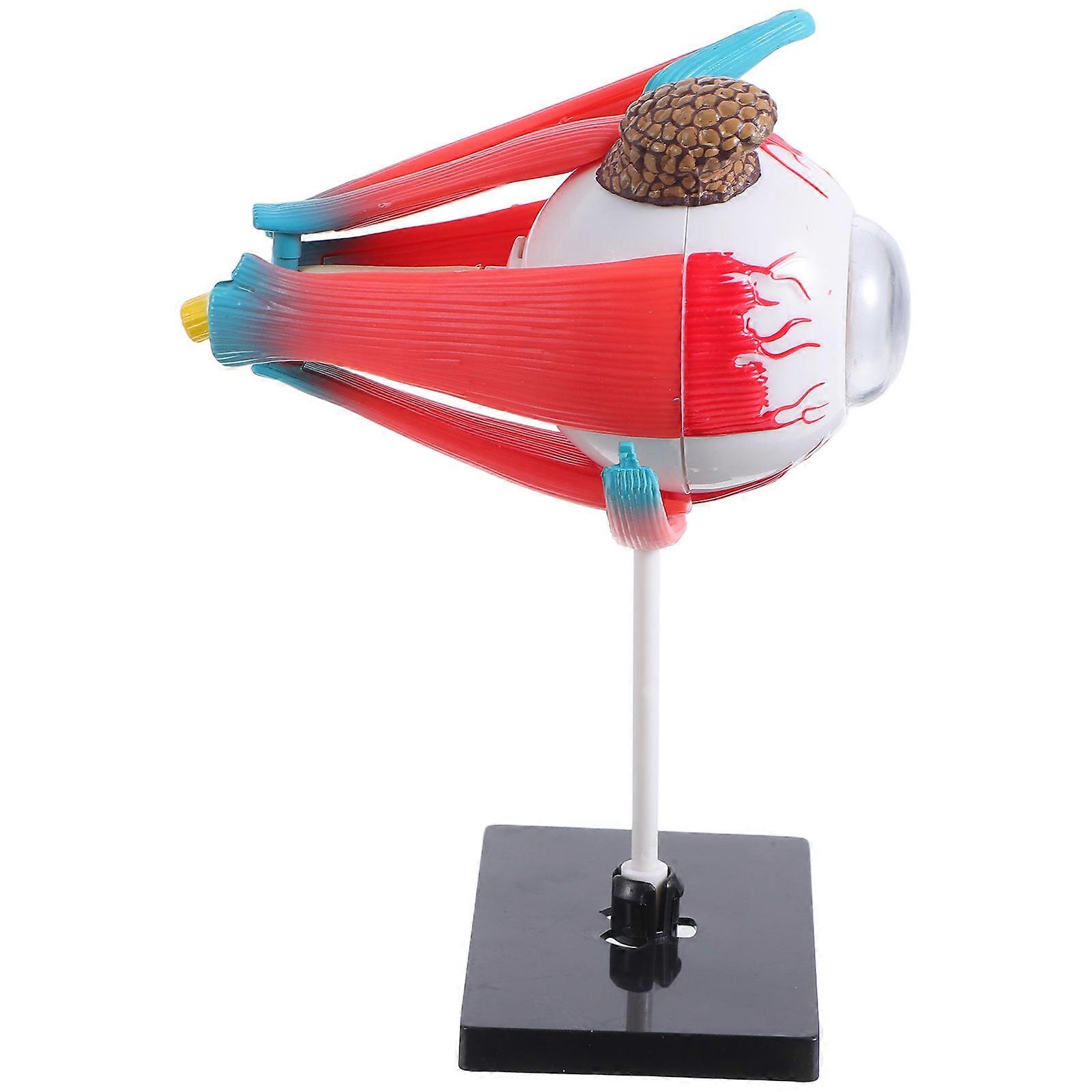 Plastic Eye Model for Educational Use Kids Anatomy Learning