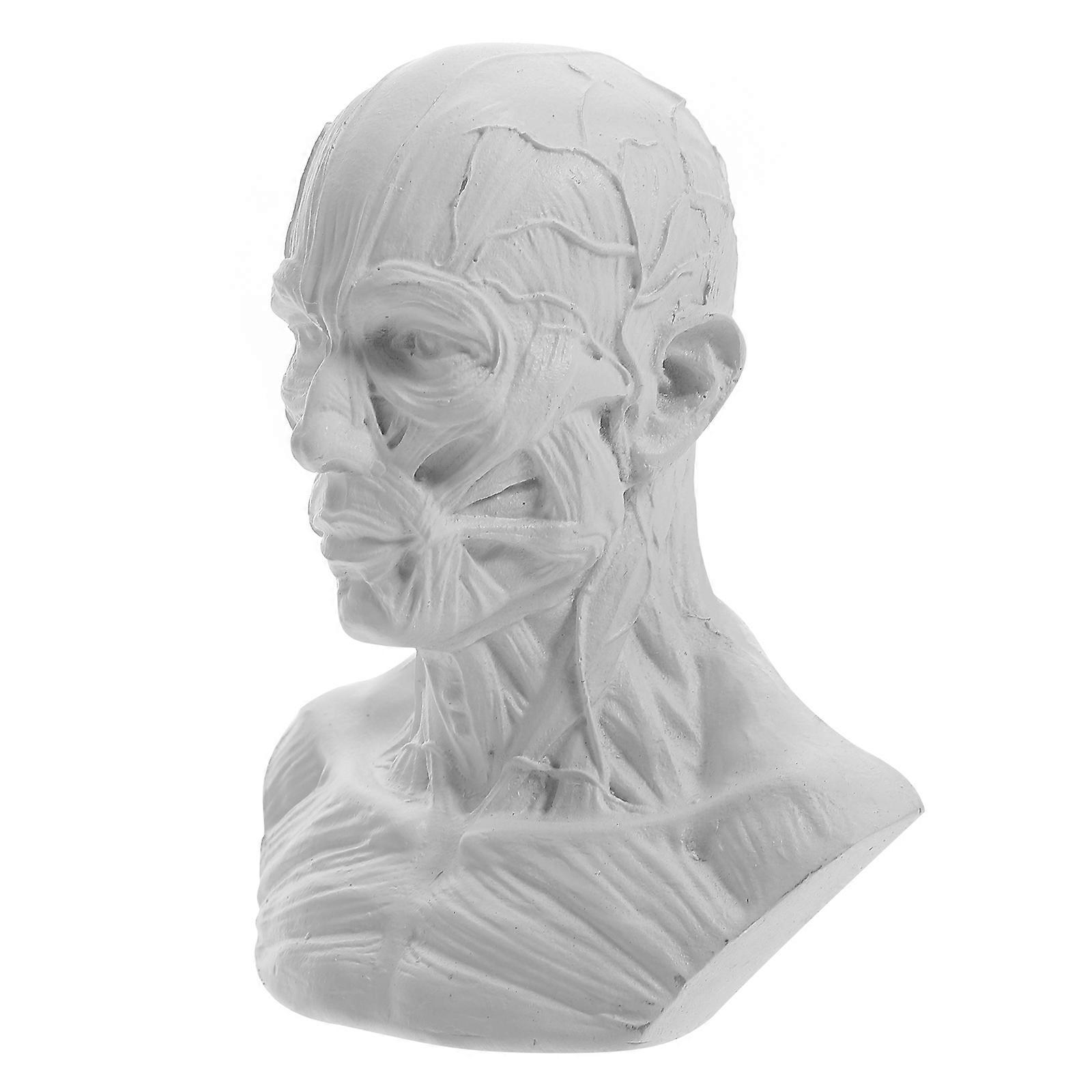 Anatomy Skull Head Model Drawing Model for Decor White Resin