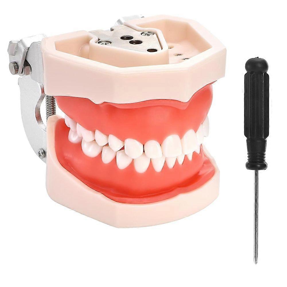 Standard Dental Typodont Model,Demonstration Teeth Model, with 28Pcs Screw-in Removable Teeth Silic