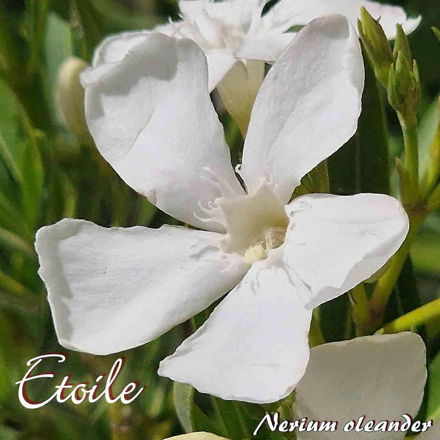 Oleander "Etoile" - Nerium oleander - Rozmiar C03