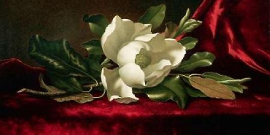 Magnolia Poster