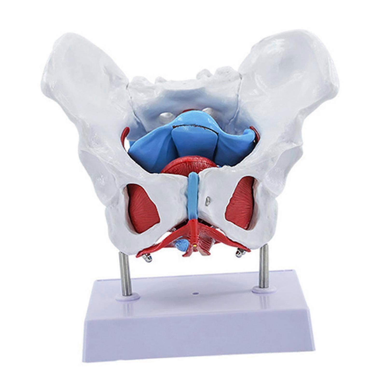 Female Pelvis Model Learning Removable for Education Display School Teaching