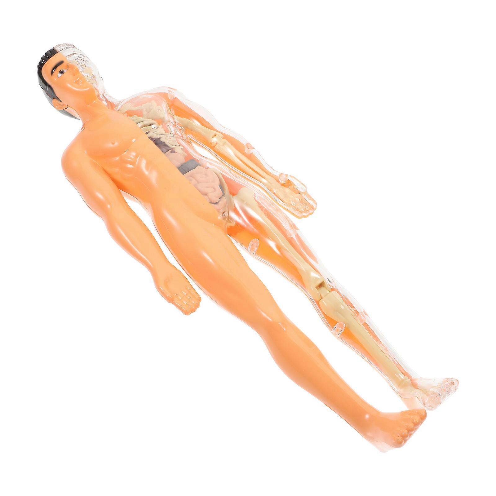 Human Anatomy Model for Kids Enhances Motor Skills and Imagination with Assorted Color Plastic Parts 3D Puzzle