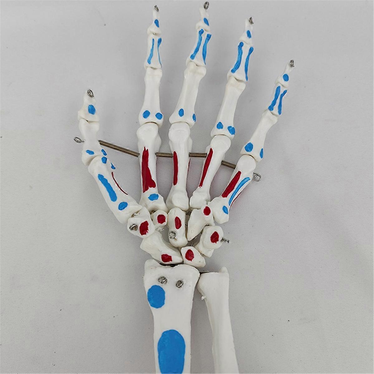 Skeleton Hand Model, Hand Joint Model, with Wrist, Ulna, Hinged Hand , Palmar Anatomy Muscle Model