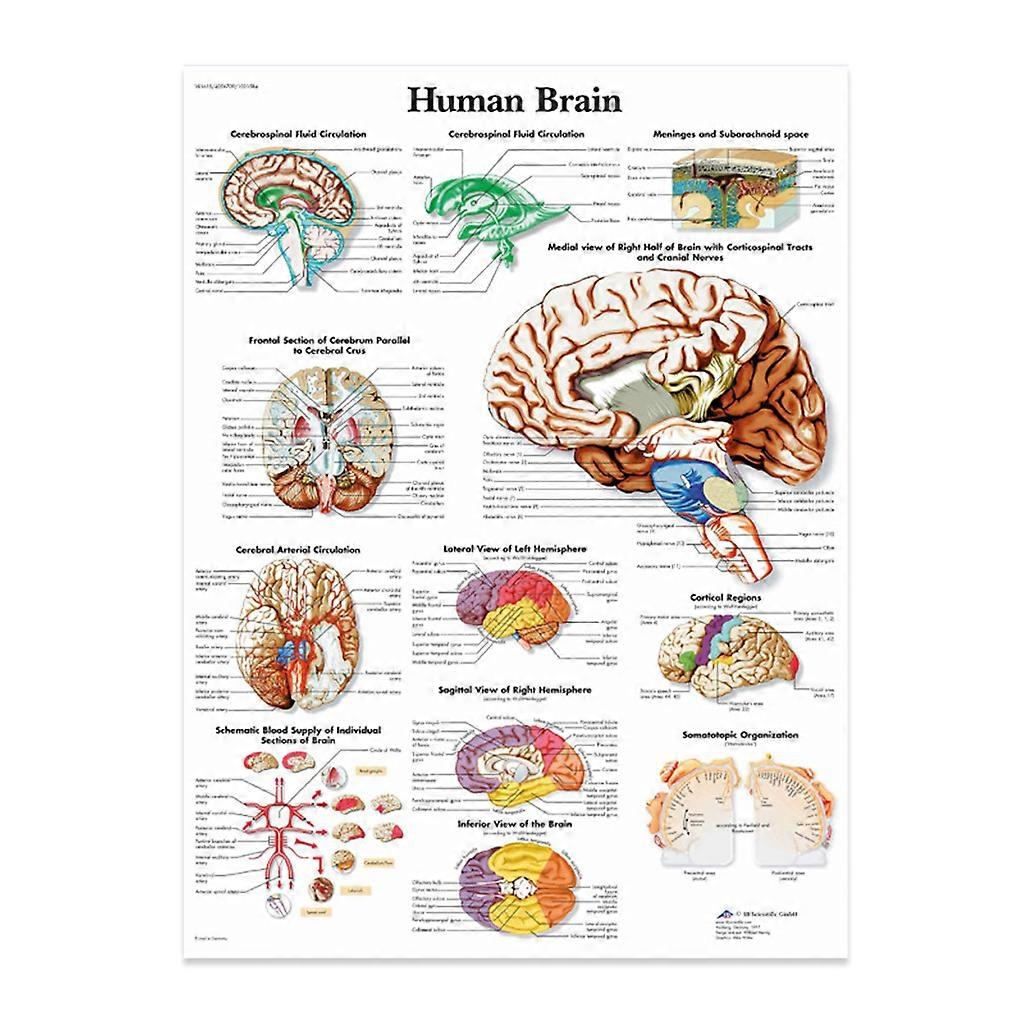 Anatomical Illustration Of The Human Brain Poster, Canvas. Suitable For Teaching  Multi