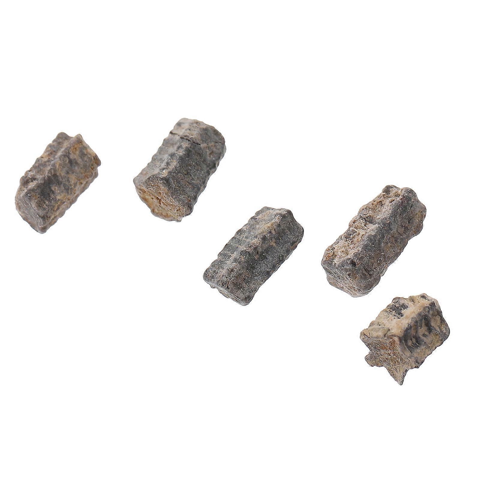 Sea Star Fossilized Sample for Decoration 2Pcs Student Teaching Tool Ornament