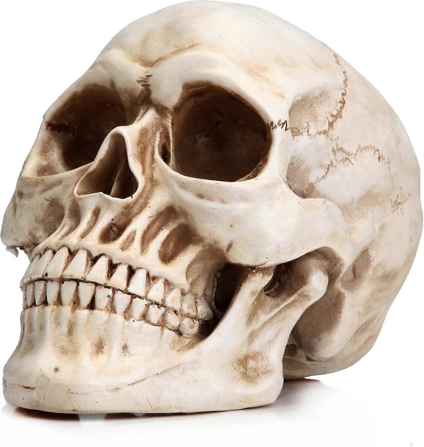 Life Size Skeleton Replica Realistic Human Skull Head Bone Model (Normal)