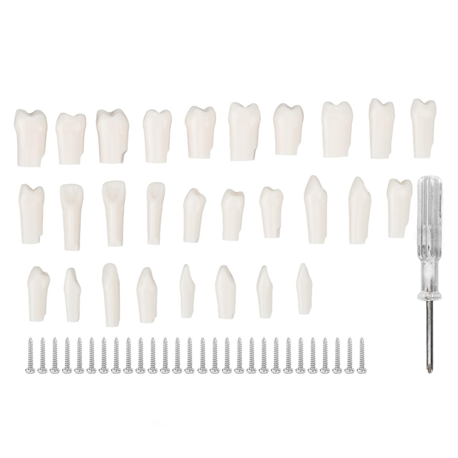 28Pcs Removable Teeth Piece Durable Plastic Removable Design False Teeth for Typodont Teaching Study