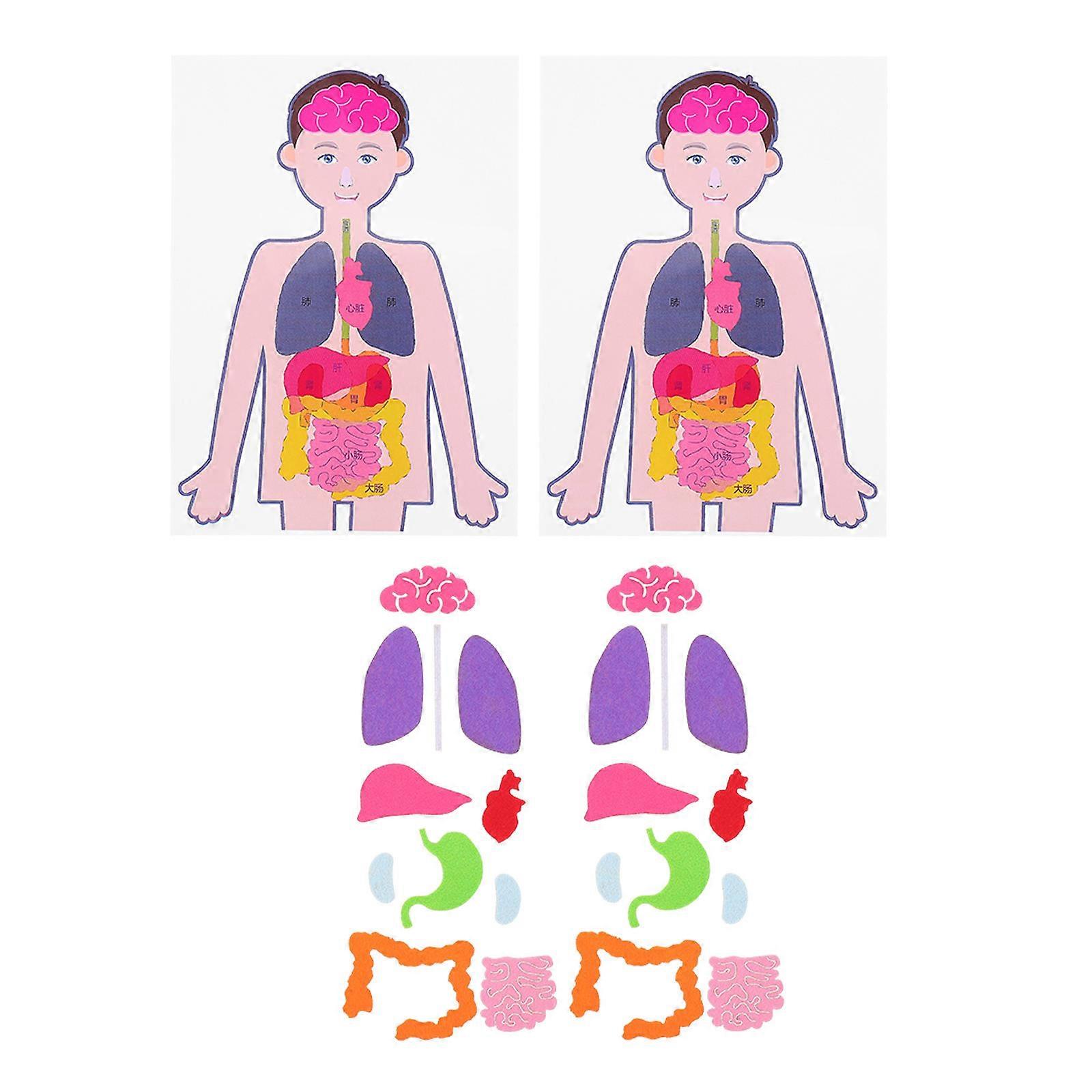 2 Sets Teaching Aids Human Organs Models DIY for Children