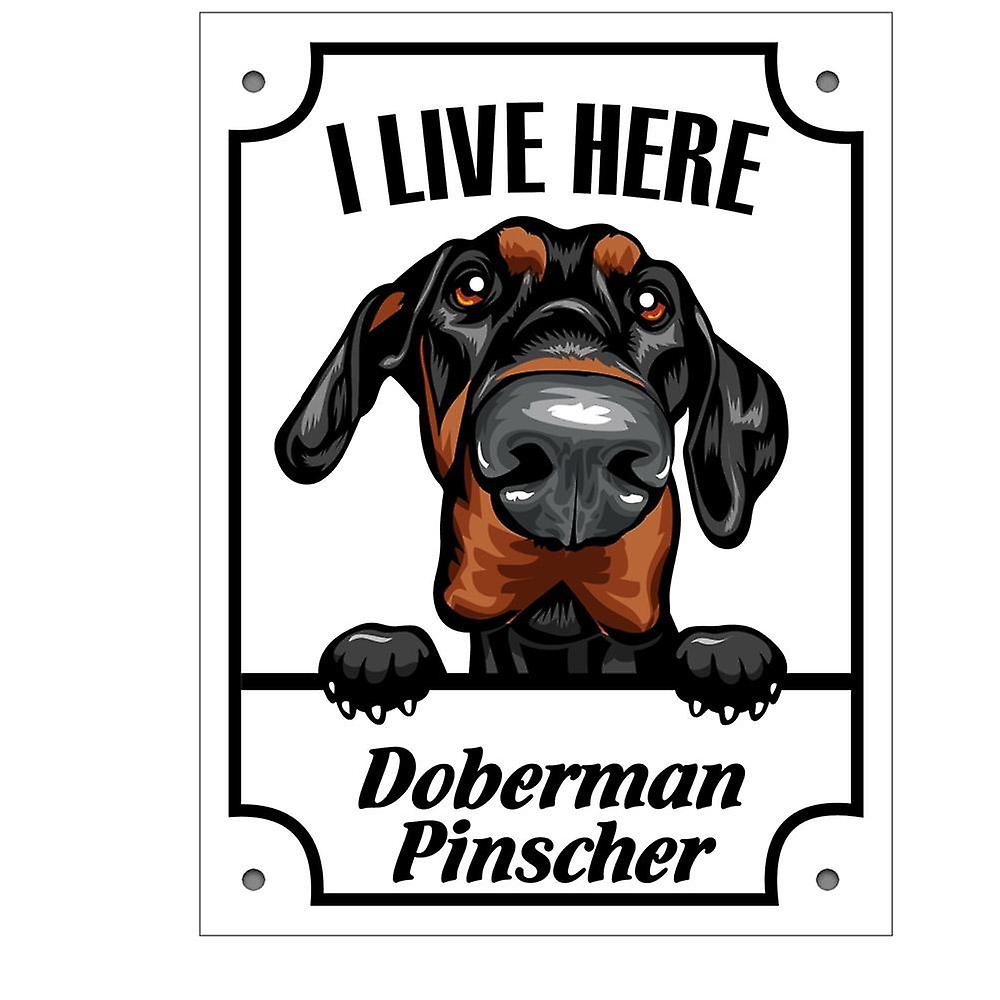 Metallplatte Dobermann pinscher Squinting Hund Zeichen