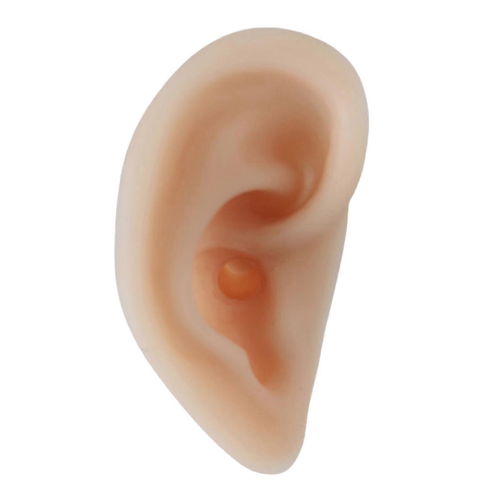 Human Ear Anatomy Model Teaching Tools Acupuncture Practice Model for Practice Educational