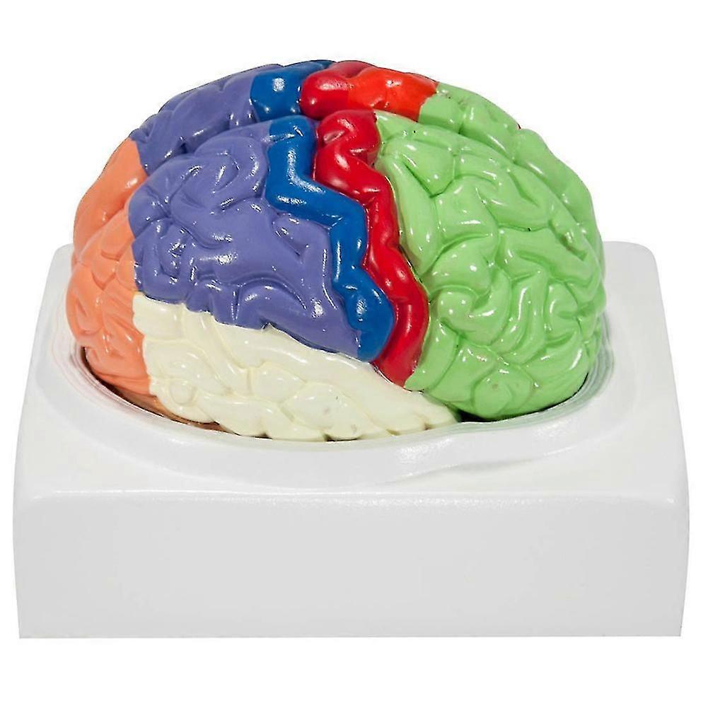 2-Part Human Brain Anatomy Model Colored Labeled for Study