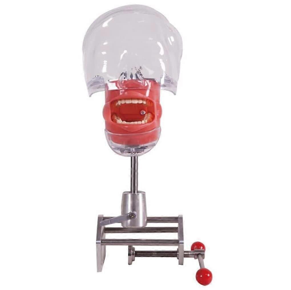 Dental Phantom Head with Stable Table Mount for Realistic Training and Broad Model Compatibility