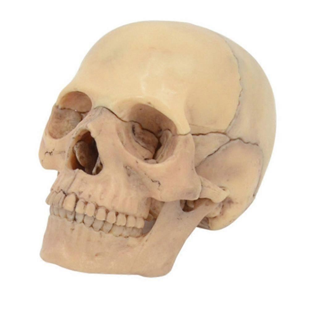 4d Disassembled Skull Anatomical Model Detachable Teaching Tool,a