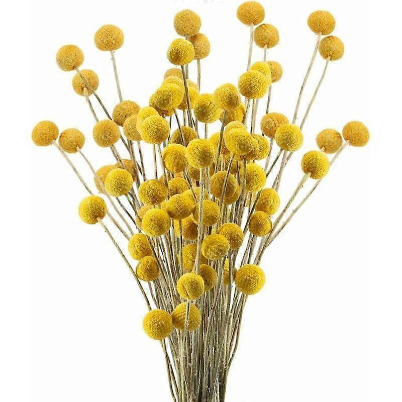 30 Tiges Craspedia Fleur Sechees Naturel Bouquet Fleurs de Craspedia Sches Jaune Billy Button Balles Plante pour Dcoration Mariage Maison Table Vase A