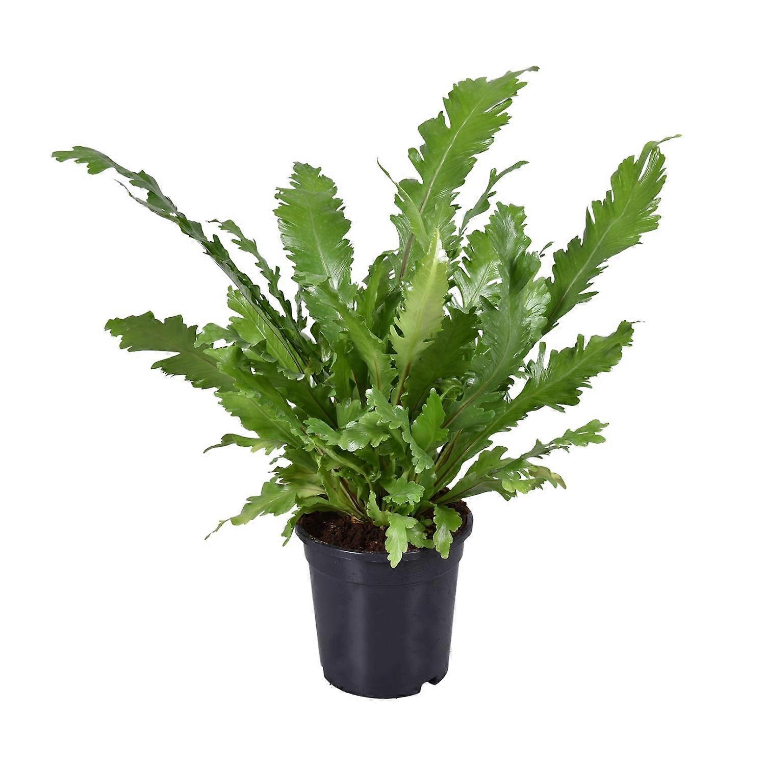 Asplenium Nidus - 35-45cm - Ø17cm