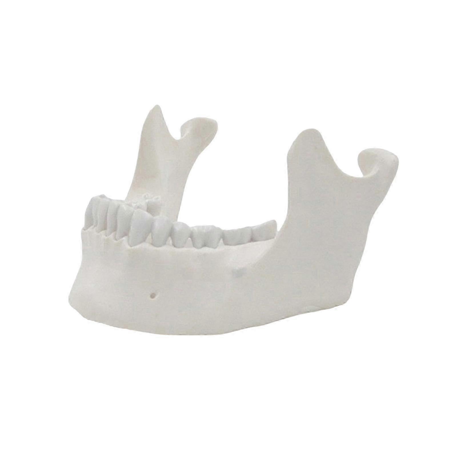 Lower Jaw Model 1:1 Adult Lower Jaw Bone Model Medicals Teaching Tool for Science Classroom Teaching Model