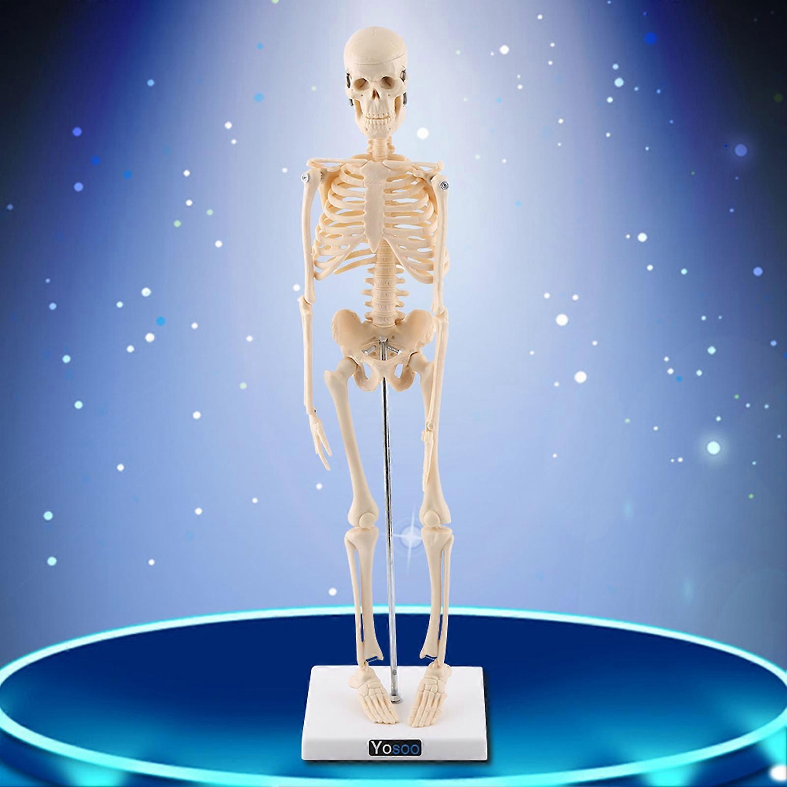 1pc Human Skeleton Anatomical Model Medical Anatomical Teaching Tool With Base