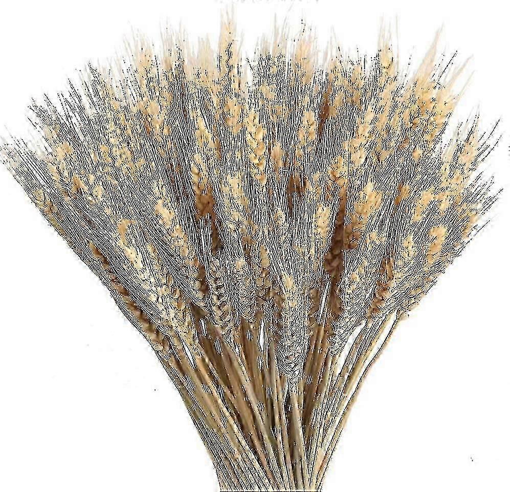100 قطعة قمح مجفف طبيعي باقات قمح مجفف ديكور قمح مجفف طبيعي دري تو طبيعي