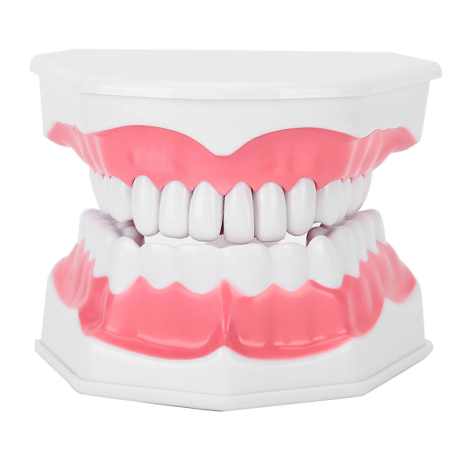Dental Tooth Model Studying Adult Oral Demonstration Teaching Dentist Tool with Brush