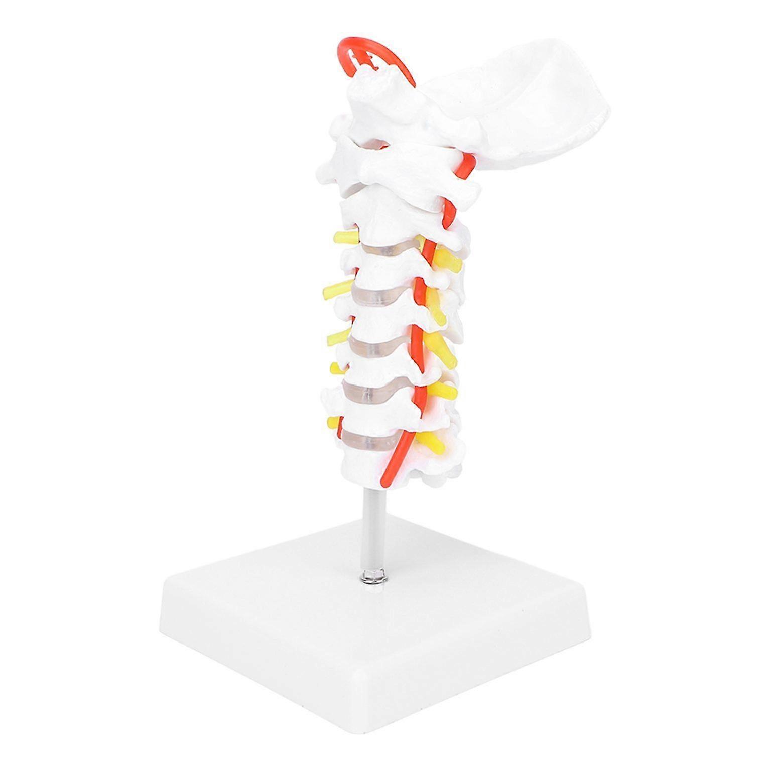 Human Cervical Vertebra Model - Detailed Cervical Spinal Column Representation