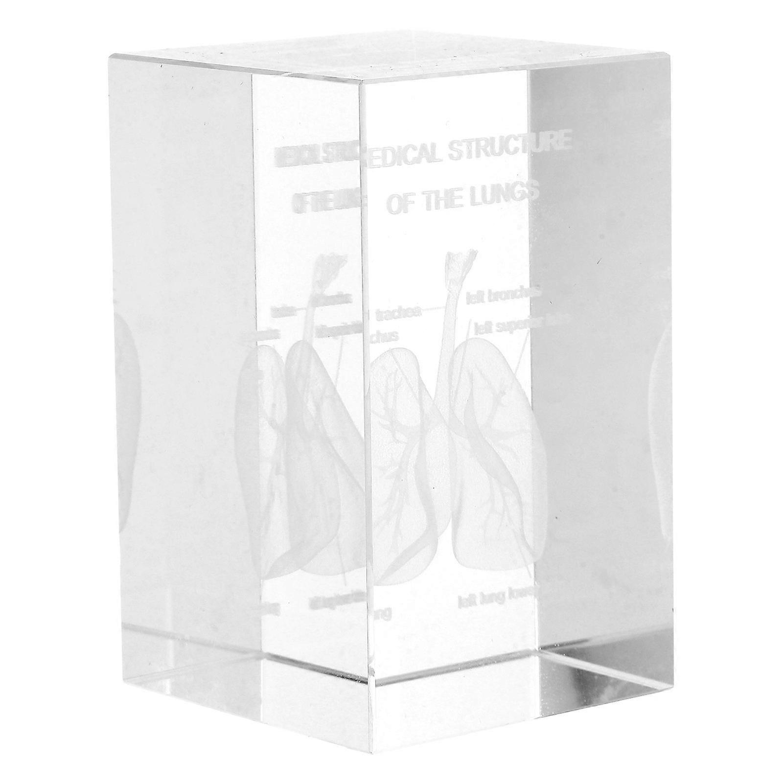 Lung Anatomical Model 3D Human Lung Anatomical Model Paperweight For Scientific Teaching Tool Educational Display Crystal Glass 1Pack