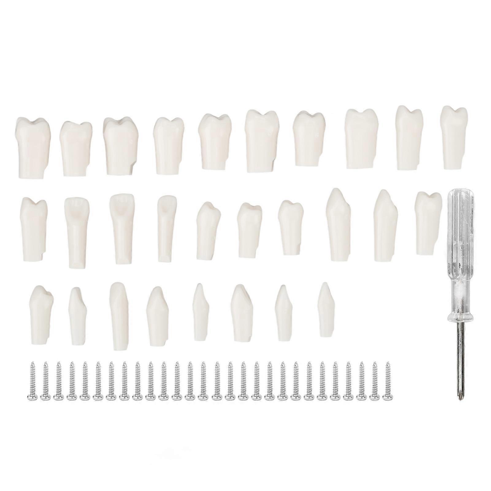 28Pcs Removable Teeth Piece Durable Plastic Removable Design False Teeth for Typodont Teaching Study