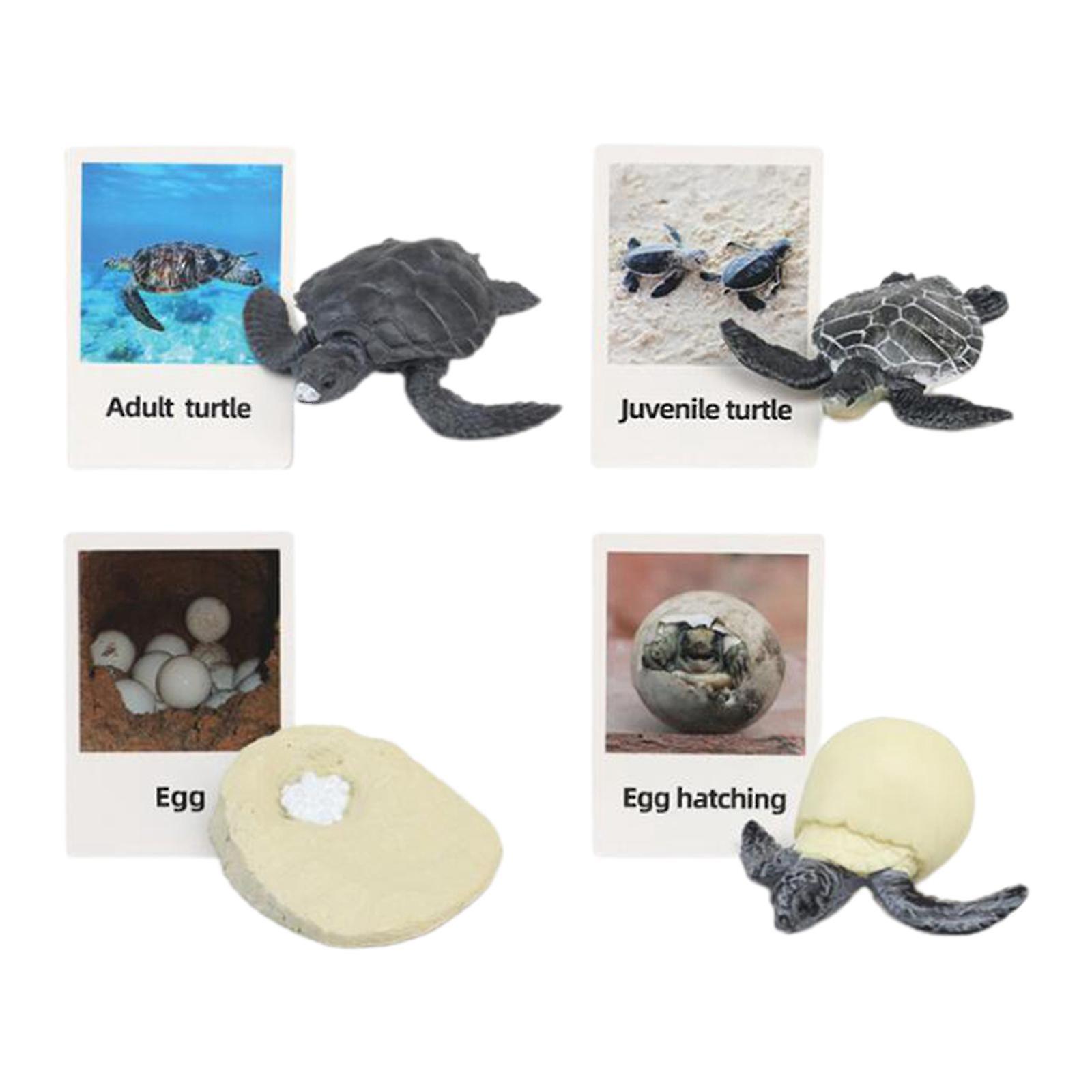 life Cycle Figurines Toy Educational Realistic for Party Favors Sea Turtle