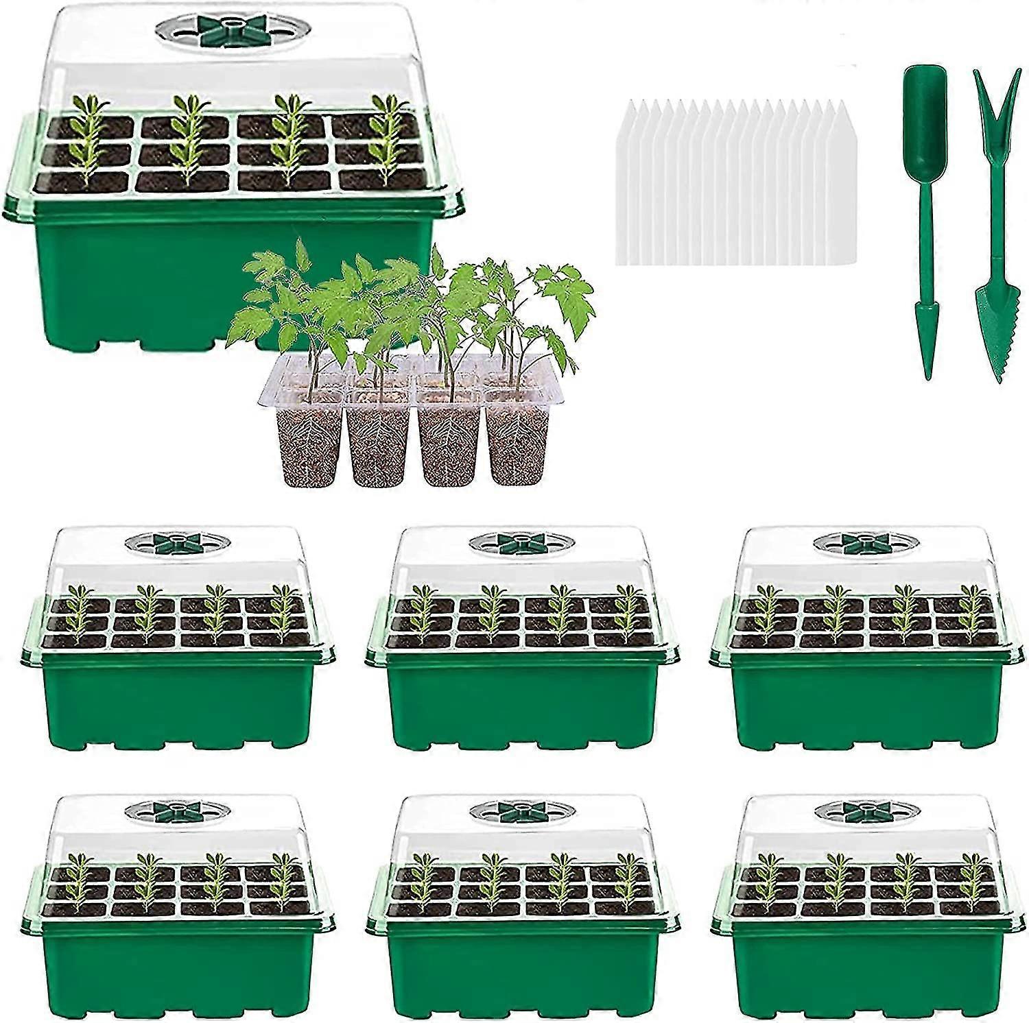 Propagator, Saatschalen, Saatschalen mit Deckeln, Propagator wächst dicker Sämling