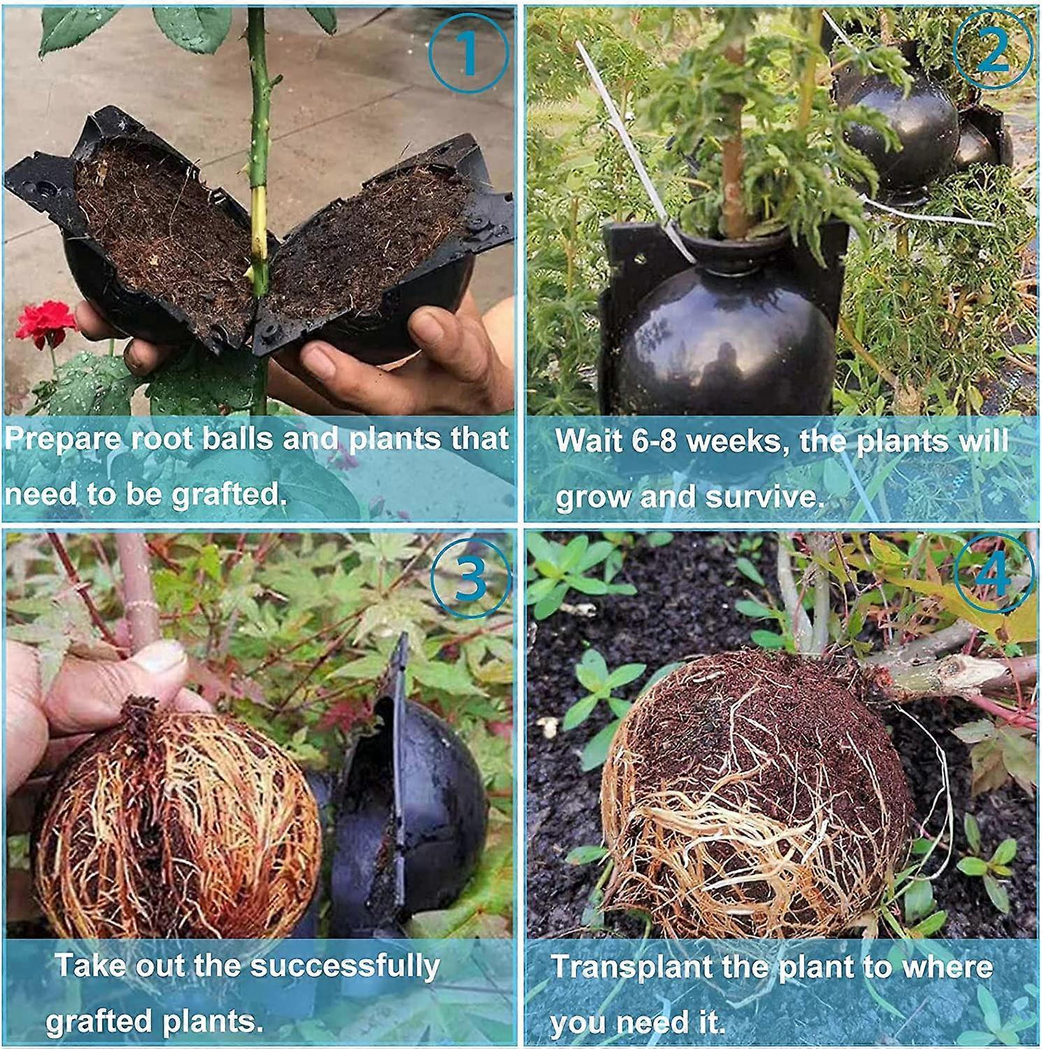 10 Pieces Ball Rooting Box Plant Rooting Box Grafting Box Propagation ...