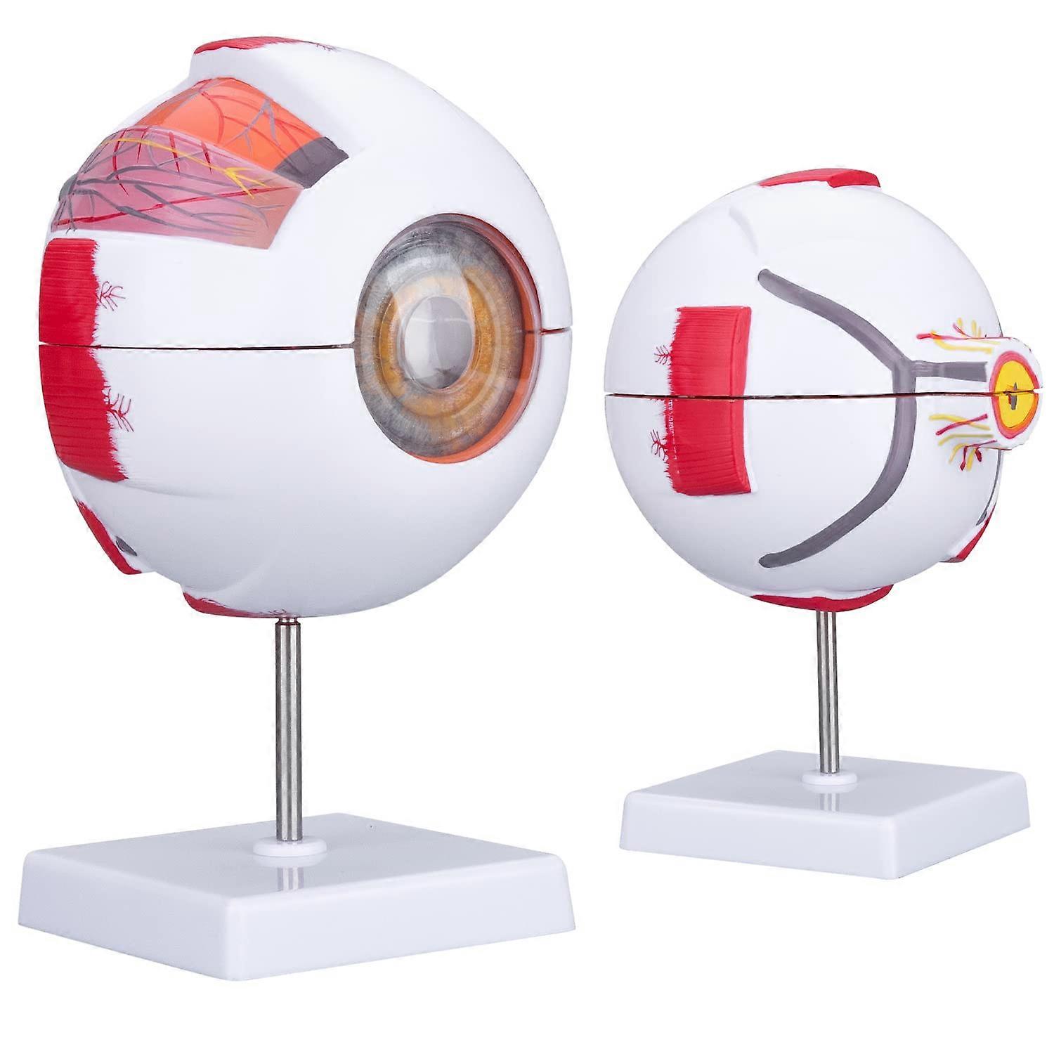 Human Eye Model Anatomy  Anatomical Eyeball Model 6X Enlarged with Removable 7 Parts for Science, Medicine, Classroom
