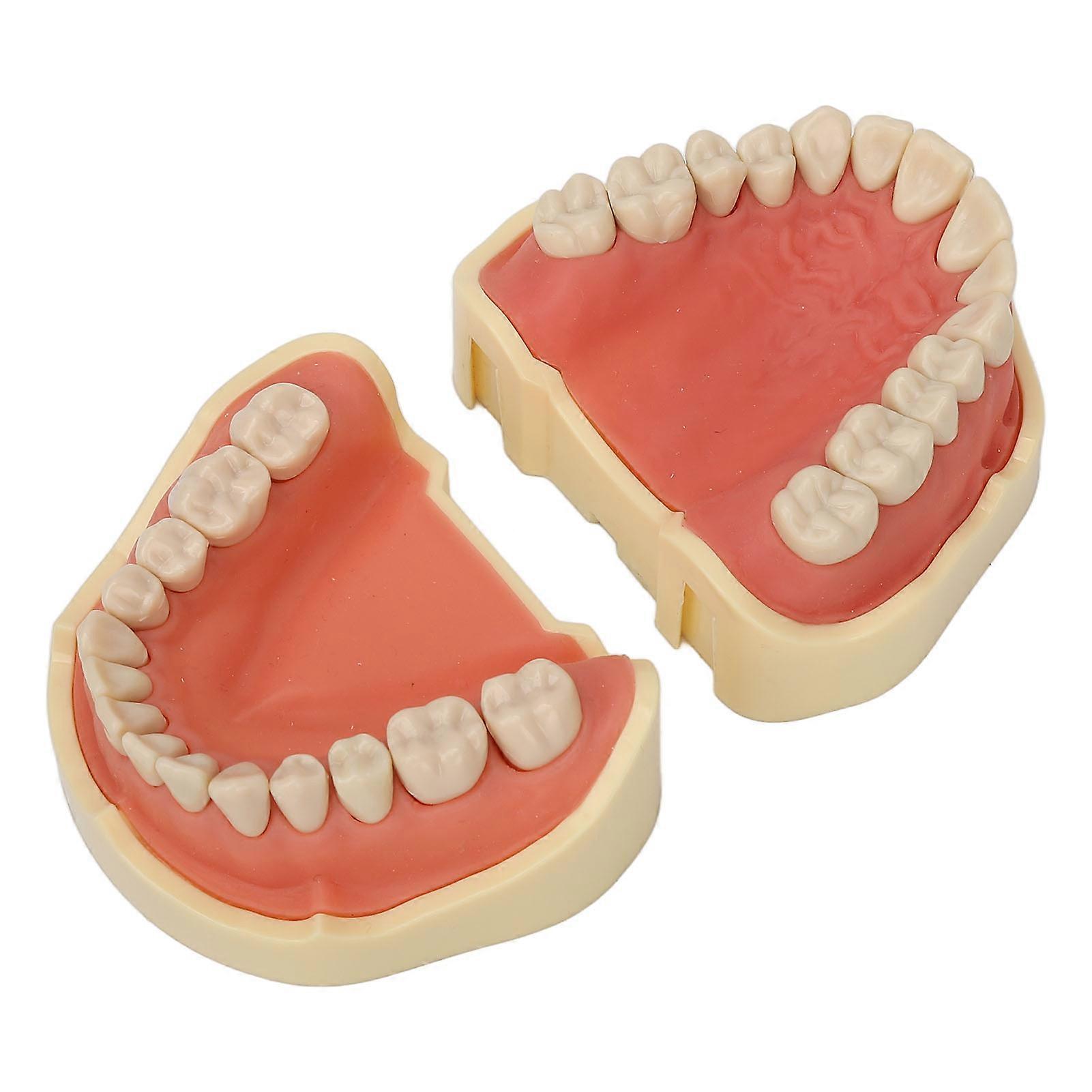 Dental Teeth Model 28 Teeth Screw Fixing Soft Gum Simulation Alignment Teaching Demonstration Dentist Model