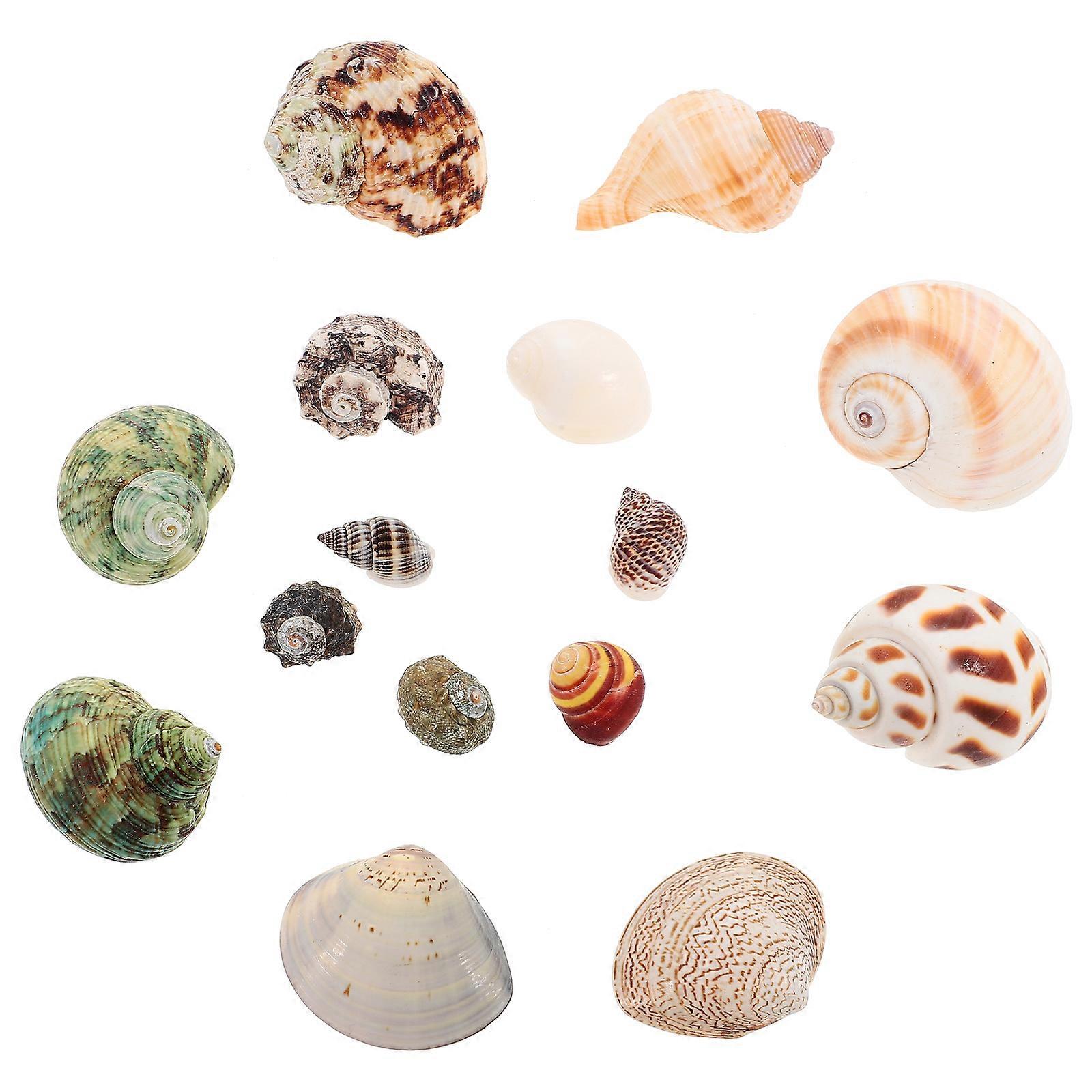 Natural Shell Set Creative DIY Material for Decor 2Sets