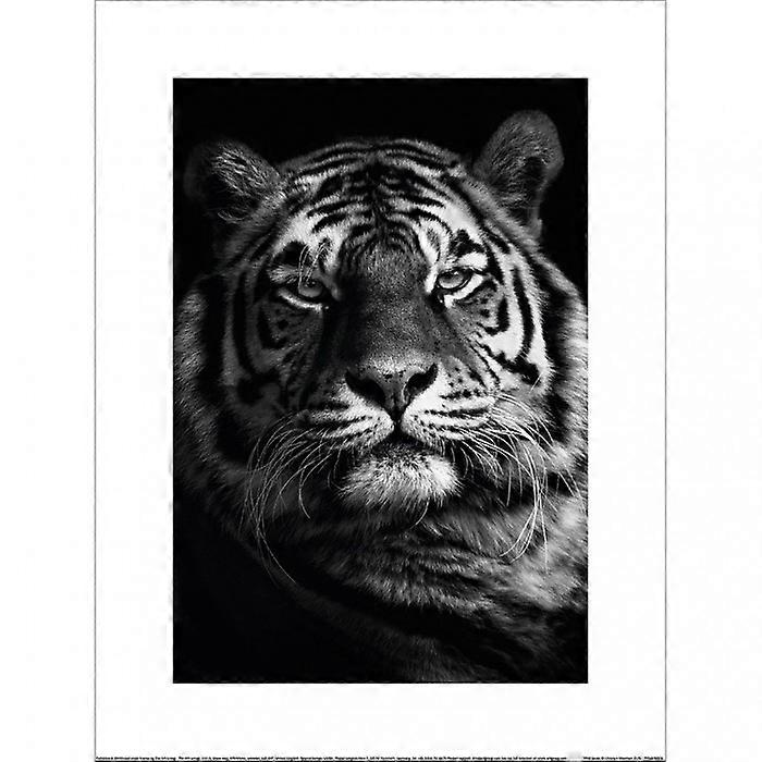 Christian Meermann Wild Gaze Print